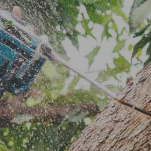 伐採や草刈りを放置すると